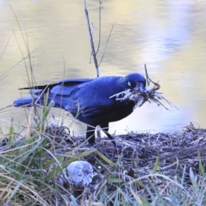 Corvus coronoides at Kambah, ACT - 29 Jul 2020 11:39 AM