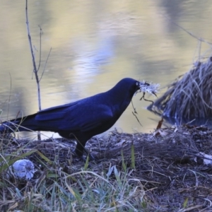 Corvus coronoides at Kambah, ACT - 29 Jul 2020 11:39 AM