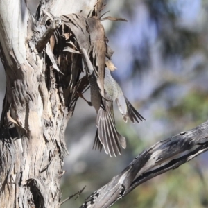 Manorina melanocephala at Greenway, ACT - 29 Jul 2020 12:16 PM