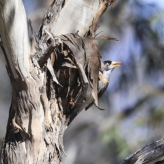 Manorina melanocephala at Greenway, ACT - 29 Jul 2020 12:16 PM