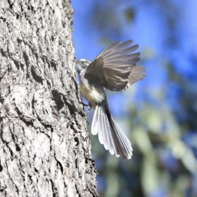 Rhipidura albiscapa (Grey Fantail) at Wanniassa, ACT - 29 Jul 2020 by Alison Milton