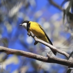 Pachycephala pectoralis (Golden Whistler) at Wanniassa, ACT - 29 Jul 2020 by Alison Milton