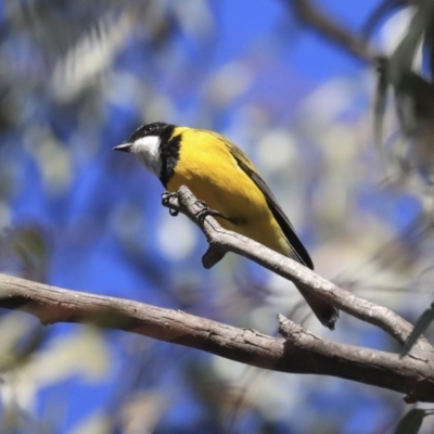 Pachycephala pectoralis (Golden Whistler) at Wanniassa, ACT - 29 Jul 2020 by Alison Milton