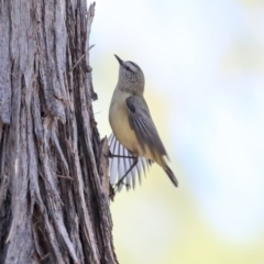 Acanthiza chrysorrhoa (Yellow-rumped Thornbill) at Wanniassa, ACT - 29 Jul 2020 by Alison Milton