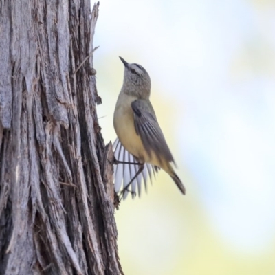 Acanthiza chrysorrhoa (Yellow-rumped Thornbill) at Wanniassa, ACT - 29 Jul 2020 by Alison Milton