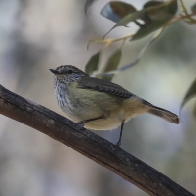 Acanthiza lineata (Striated Thornbill) at Wanniassa, ACT - 29 Jul 2020 by AlisonMilton