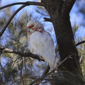 Cacatua tenuirostris at Kambah, ACT - 29 Jul 2020 01:18 PM