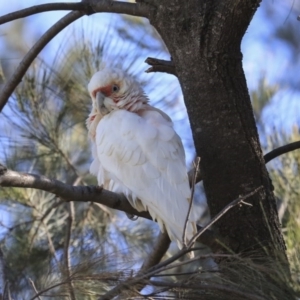 Cacatua tenuirostris at Kambah, ACT - 29 Jul 2020 01:18 PM