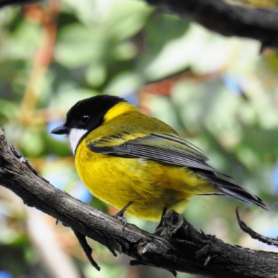 Pachycephala pectoralis (Golden Whistler) at ANBG - 29 Jul 2020 by HelenCross