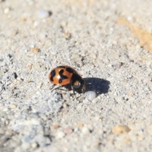 Coccinella transversalis at Wanniassa, ACT - 29 Jul 2020 01:42 PM