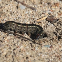 Apina callisto (Pasture Day Moth) at Wanniassa, ACT - 29 Jul 2020 by AlisonMilton