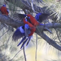 Platycercus elegans (Crimson Rosella) at Kambah, ACT - 29 Jul 2020 by AlisonMilton