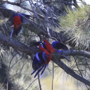 Platycercus elegans at Kambah, ACT - 29 Jul 2020