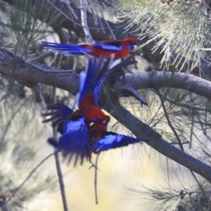 Platycercus elegans at Kambah, ACT - 29 Jul 2020