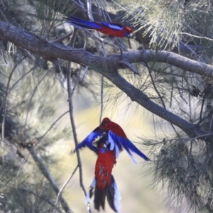 Platycercus elegans at Kambah, ACT - 29 Jul 2020