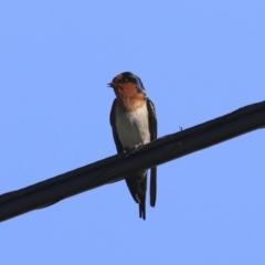 Hirundo neoxena (Welcome Swallow) at Wanniassa, ACT - 29 Jul 2020 by Alison Milton