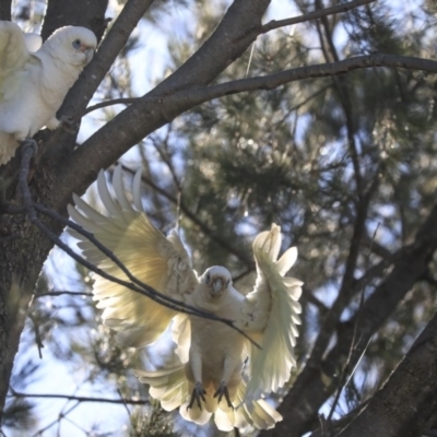 Cacatua sanguinea (Little Corella) at Wanniassa, ACT - 29 Jul 2020 by AlisonMilton
