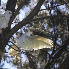 Cacatua sanguinea at Wanniassa, ACT - 29 Jul 2020