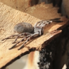 Neosparassus calligaster (Beautiful Badge Huntsman) at Greenway, ACT - 29 Jul 2020 by AlisonMilton