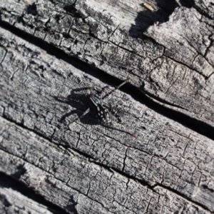 Nyssus coloripes at Weetangera, ACT - 29 Jul 2020 12:40 PM