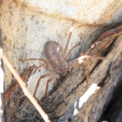 Isopeda canberrana (Canberra Huntsman Spider) at Lake Tuggeranong - 29 Jul 2020 by AlisonMilton