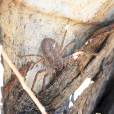 Isopeda canberrana (Canberra Huntsman Spider) at Greenway, ACT - 29 Jul 2020 by AlisonMilton