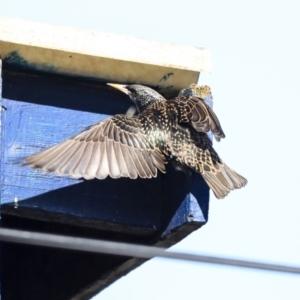 Sturnus vulgaris at Higgins, ACT - 28 Jul 2020