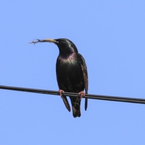 Sturnus vulgaris at Higgins, ACT - 28 Jul 2020