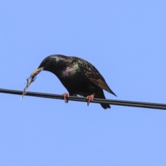 Sturnus vulgaris at Higgins, ACT - 28 Jul 2020