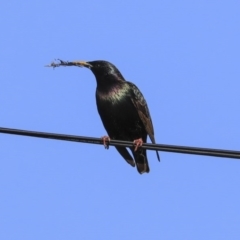 Sturnus vulgaris at Higgins, ACT - 28 Jul 2020