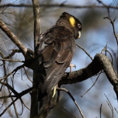Zanda funerea (Yellow-tailed Black-Cockatoo) at Majura, ACT - 15 Jul 2020 by jb2602