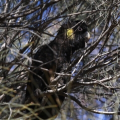 Zanda funerea at Majura, ACT - 15 Jul 2020 12:13 PM