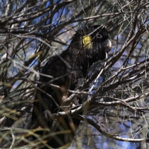 Zanda funerea at Majura, ACT - 15 Jul 2020