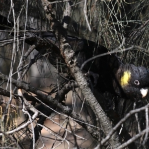 Zanda funerea at Majura, ACT - 15 Jul 2020 12:13 PM