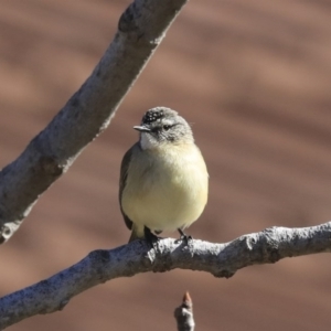 Acanthiza chrysorrhoa at Higgins, ACT - 21 Jul 2020