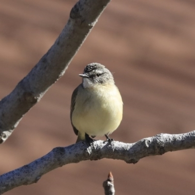 Acanthiza chrysorrhoa (Yellow-rumped Thornbill) at Higgins, ACT - 21 Jul 2020 by Alison Milton