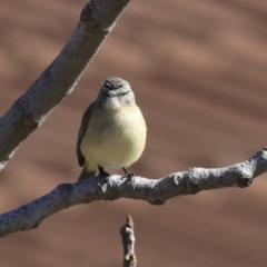 Acanthiza chrysorrhoa at Higgins, ACT - 21 Jul 2020