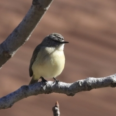 Acanthiza chrysorrhoa at Higgins, ACT - 21 Jul 2020