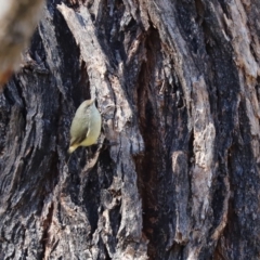 Acanthiza reguloides (Buff-rumped Thornbill) at Weetangera, ACT - 29 Jul 2020 by Tammy