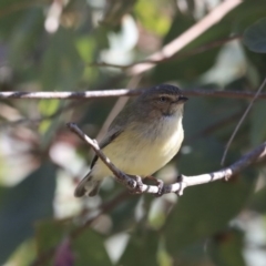 Smicrornis brevirostris (Weebill) at Higgins, ACT - 21 Jul 2020 by AlisonMilton