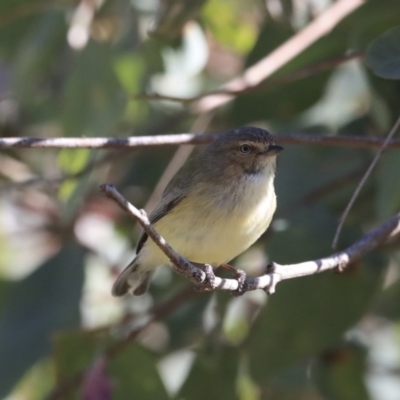 Smicrornis brevirostris (Weebill) at Higgins, ACT - 21 Jul 2020 by Alison Milton