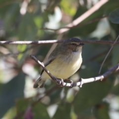 Smicrornis brevirostris (Weebill) at Higgins, ACT - 21 Jul 2020 by Alison Milton