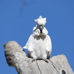 Cacatua galerita (Sulphur-crested Cockatoo) at Ainslie, ACT - 15 Jul 2020 by jb2602