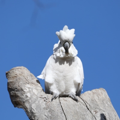 Cacatua galerita (Sulphur-crested Cockatoo) at Ainslie, ACT - 15 Jul 2020 by jbromilow50