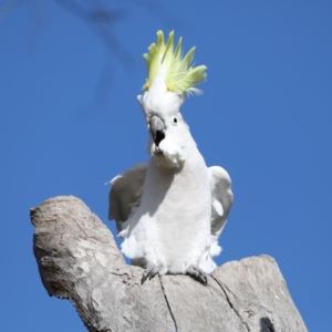 Cacatua galerita at Ainslie, ACT - 15 Jul 2020