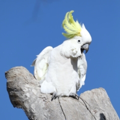 Cacatua galerita at Ainslie, ACT - 15 Jul 2020