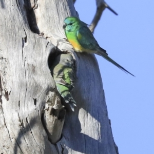 Psephotus haematonotus at Fyshwick, ACT - 20 Jul 2020