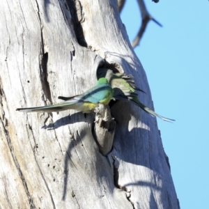 Psephotus haematonotus at Fyshwick, ACT - 20 Jul 2020