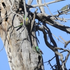 Psephotus haematonotus at Fyshwick, ACT - 20 Jul 2020