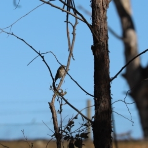 Pachycephala rufiventris at Weetangera, ACT - 29 Jul 2020 12:43 PM